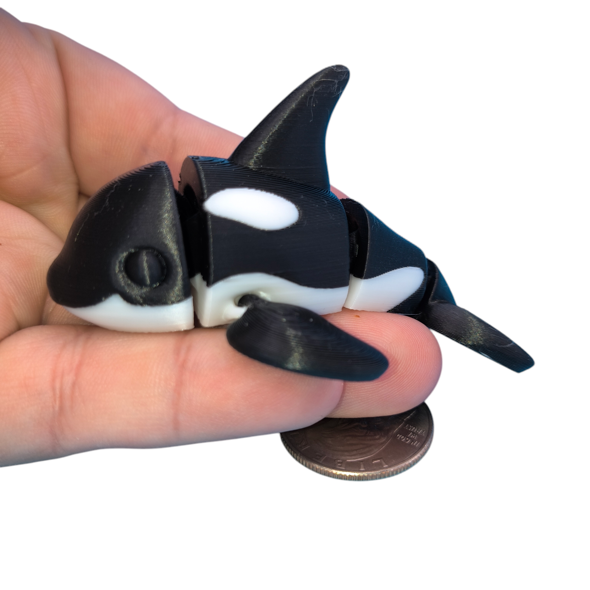 Orca Whale Black Eyes